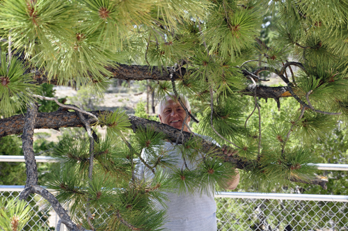 Lee Duquette in the tree